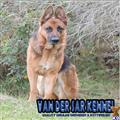 classified ad